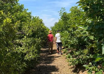 La C. Valenciana lidera el envejecimiento agrario con un 48% mayores de 65 años