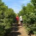 La C. Valenciana lidera el envejecimiento agrario con un 48% mayores de 65 años