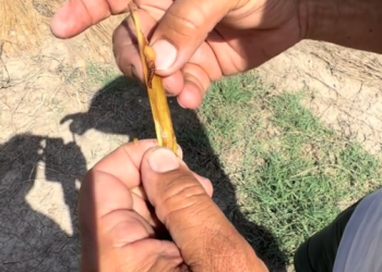 AVA-ASAJA constata pérdidas de hasta el 34% por el ‘cucat’ en los arrozales de la Albufera