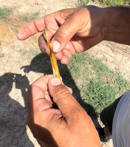 AVA-ASAJA constata pérdidas de hasta el 34% por el ‘cucat’ en los arrozales de la Albufera