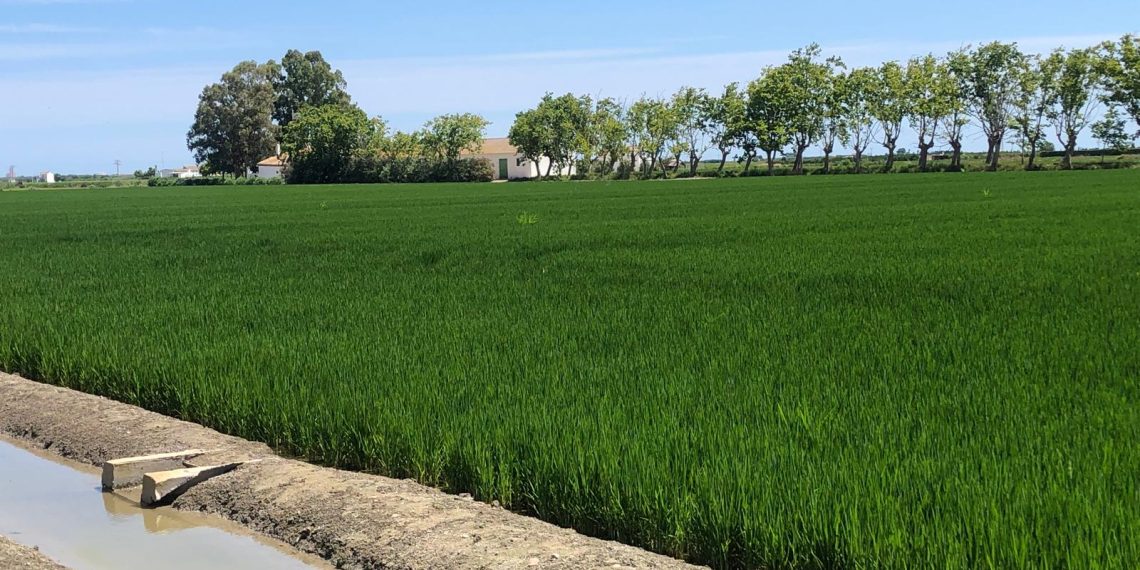 Los arroceros de AVA-ASAJA alertan de una campaña crítica que amenaza el futuro del arroz y de l’Albufera