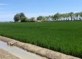 Los arroceros de AVA-ASAJA alertan de una campaña crítica que amenaza el futuro del arroz y de l’Albufera