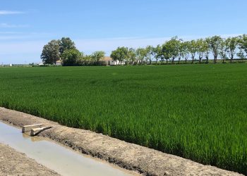 Los arroceros de AVA-ASAJA alertan de una campaña crítica que amenaza el futuro del arroz y de l’Albufera