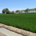 Los arroceros de AVA-ASAJA alertan de una campaña crítica que amenaza el futuro del arroz y de l’Albufera