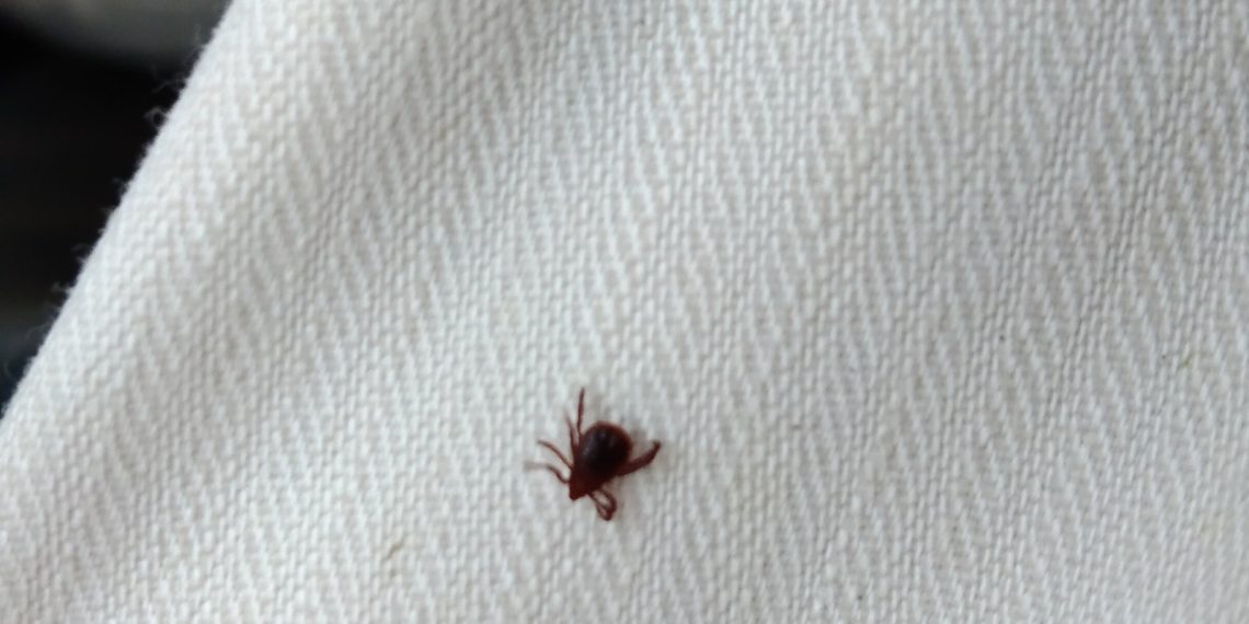 AVA-ASAJA alerta de que la plaga de garrapatas ya impide trabajar en algunos campos y provoca hospitalizaciones