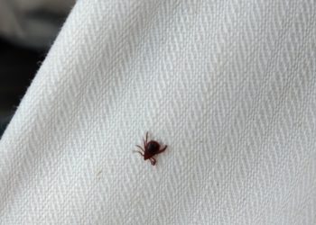 AVA-ASAJA alerta de que la plaga de garrapatas ya impide trabajar en algunos campos y provoca hospitalizaciones