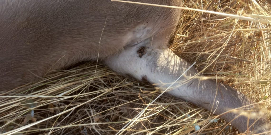 AVA-ASAJA alerta del “problema de salud pública” de las garrapatas en el campo