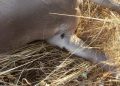 AVA-ASAJA alerta del “problema de salud pública” de las garrapatas en el campo