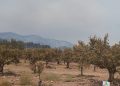 AVA-ASAJA estima que los daños agrarios del incendio de Castellón rondan los 40 millones