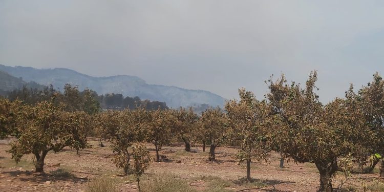 AVA-ASAJA estima que los daños agrarios del incendio de Castellón rondan los 40 millones