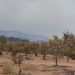 AVA-ASAJA estima que los daños agrarios del incendio de Castellón rondan los 40 millones