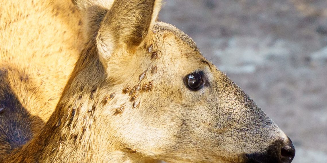 AVA-ASAJA alerta del aumento de las picaduras de la mosca borriquera en Castellón