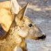 AVA-ASAJA alerta del aumento de las picaduras de la mosca borriquera en Castellón