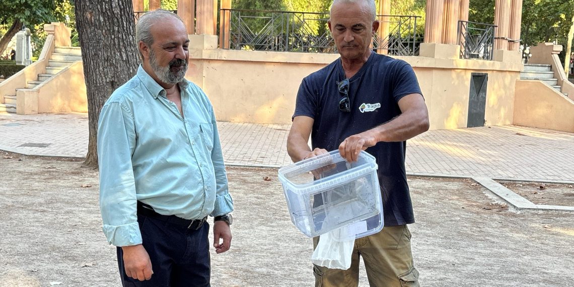 Castellón vuelve a reforzar el control del mosquito tigre con la liberación de insectos estériles