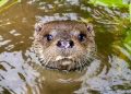 La nutria europea regresa a Alicante tras décadas de ausencia