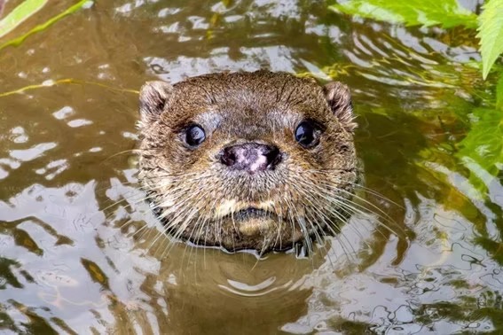 La nutria europea regresa a Alicante tras décadas de ausencia
