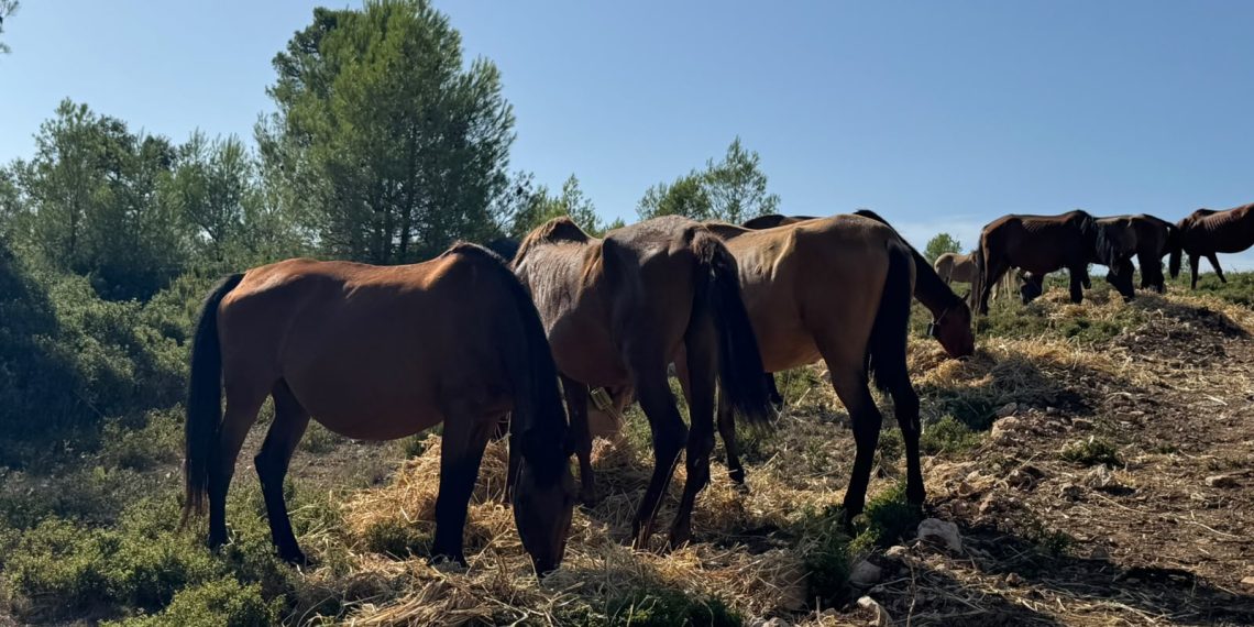 La Generalitat destina 500.000 euros a la ganadería extensiva para prevenir incendios