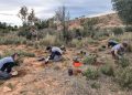 La Comunitat Valenciana lidera en España la recuperación de flora amenazada