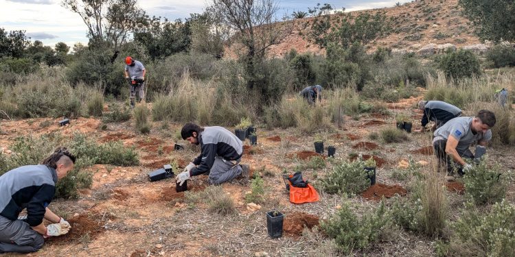 La Comunitat Valenciana lidera en España la recuperación de flora amenazada