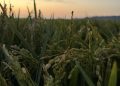 LA UNIÓ denuncia que los arroceros valencianos afrontan un precio inferior en un 35% a los actuales costes de producción