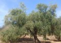 LA UNIÓ advierte de que la caída del precio del aceite amenaza la rentabilidad del olivar valenciano antes incluso de comenzar la recolección