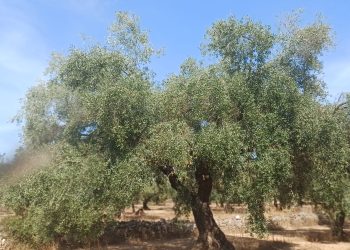 LA UNIÓ advierte de que la caída del precio del aceite amenaza la rentabilidad del olivar valenciano antes incluso de comenzar la recolección