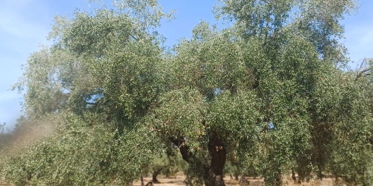 LA UNIÓ advierte de que la caída del precio del aceite amenaza la rentabilidad del olivar valenciano antes incluso de comenzar la recolección