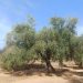 LA UNIÓ advierte de que la caída del precio del aceite amenaza la rentabilidad del olivar valenciano antes incluso de comenzar la recolección