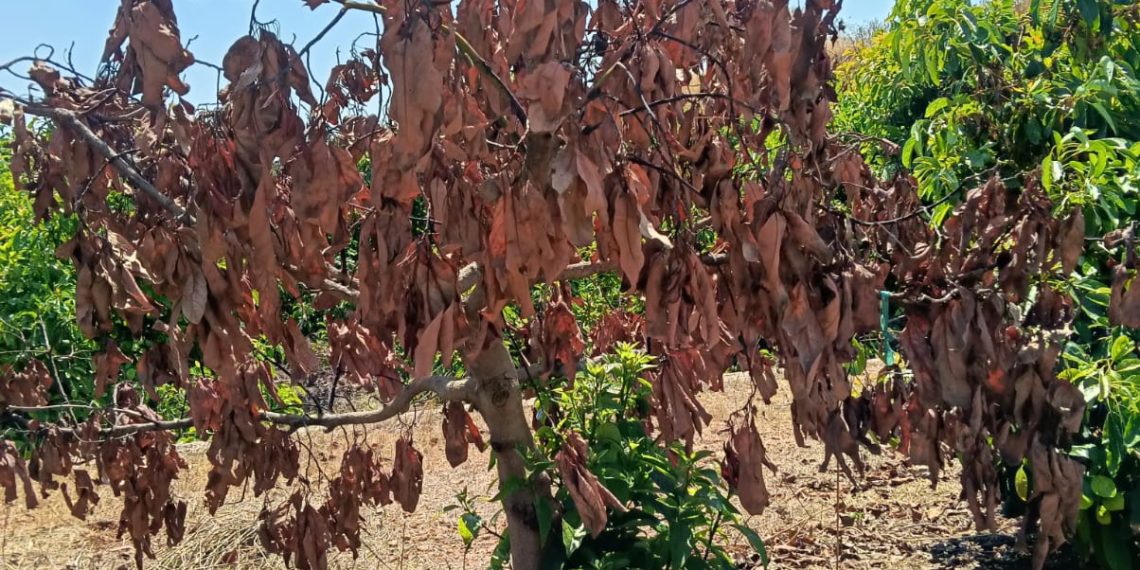 LA UNIÓ alerta de daños generalizados por “planchado” en el aguacate y denuncia una cobertura desigual del seguro agrario