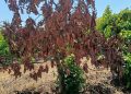 LA UNIÓ alerta de daños generalizados por “planchado” en el aguacate y denuncia una cobertura desigual del seguro agrario