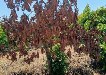 LA UNIÓ alerta de daños generalizados por “planchado” en el aguacate y denuncia una cobertura desigual del seguro agrario