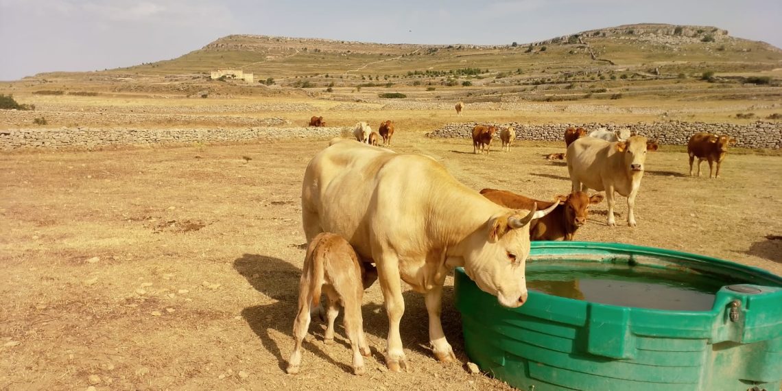AVA-ASAJA pide medidas por las pérdidas agrarias causadas por la sequía en el interior