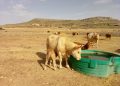 AVA-ASAJA pide medidas por las pérdidas agrarias causadas por la sequía en el interior