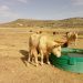 AVA-ASAJA pide medidas por las pérdidas agrarias causadas por la sequía en el interior