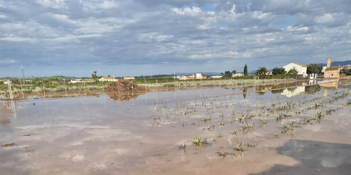 El temporal causa daños en hortalizas de l’Horta Nord y preocupación en el arroz y el caqui