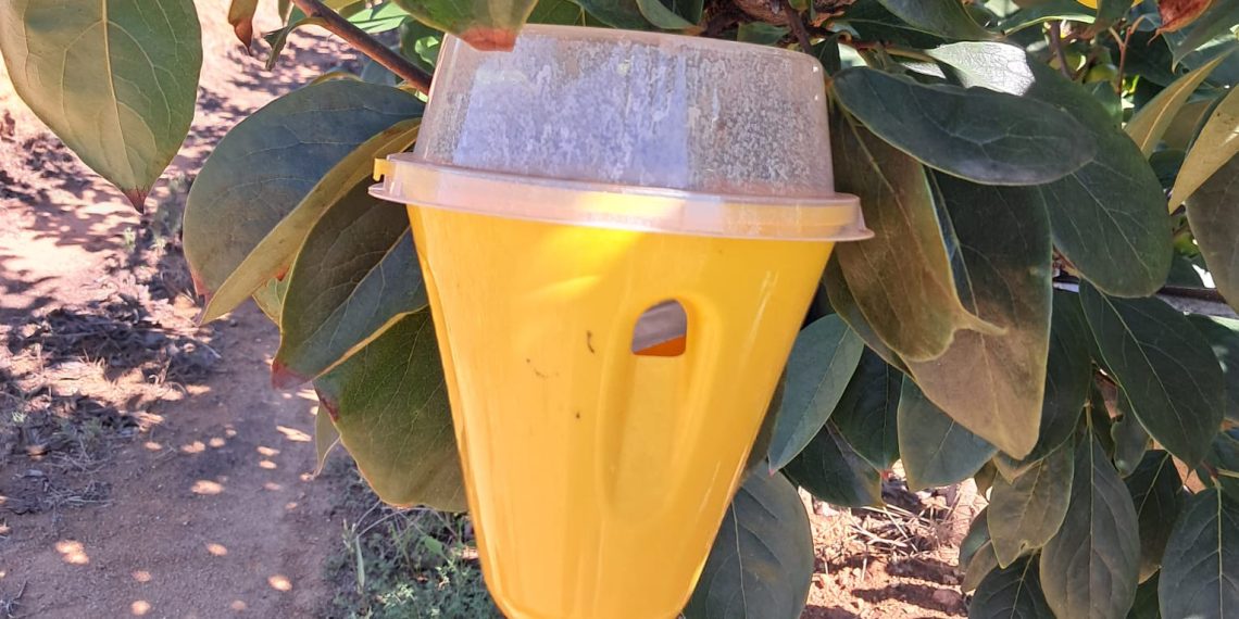 AVA-ASAJA denuncia el robo de trampas de mosca de la fruta en cítricos y caquis