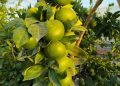 AVA-ASAJA subraya que la primera lonja de cítricos confirma precios estables en el campo