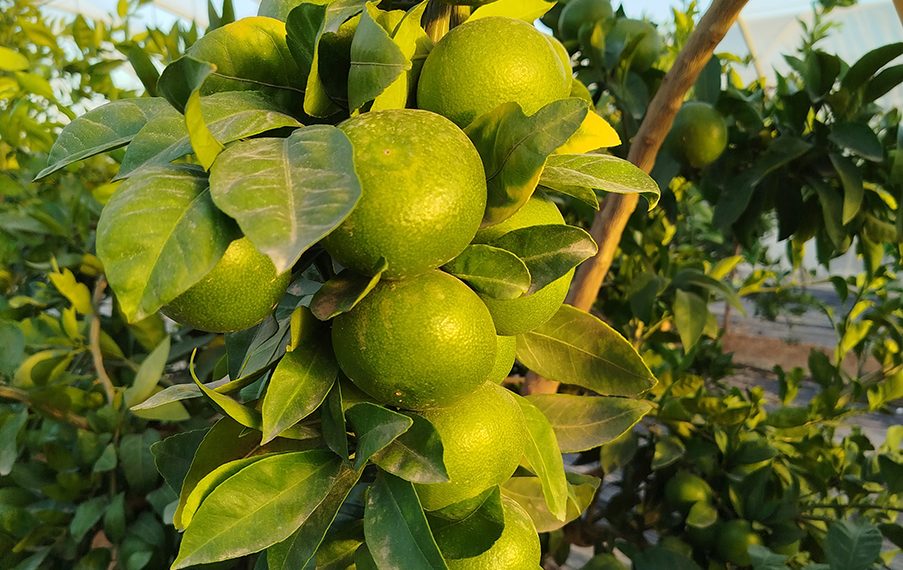 AVA-ASAJA subraya que la primera lonja de cítricos confirma precios estables en el campo