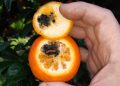 AVA-ASAJA pide que “Sudáfrica no haga mal el tratamiento en frío” tras detectarse falsa polilla en sus naranjas a la UE