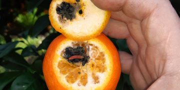 AVA-ASAJA pide que “Sudáfrica no haga mal el tratamiento en frío” tras detectarse falsa polilla en sus naranjas a la UE
