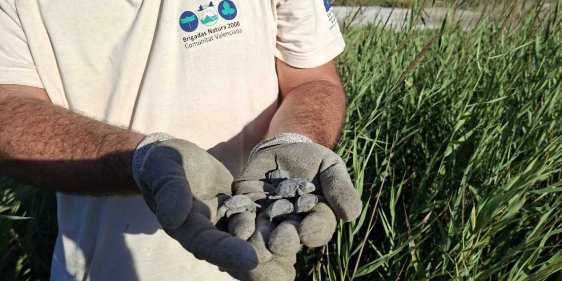Nacen 61 tortugas d’estany en el Marjal dels Moros gracias al programa de conservación