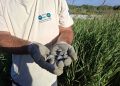 Nacen 61 tortugas d’estany en el Marjal dels Moros gracias al programa de conservación