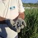 Nacen 61 tortugas d’estany en el Marjal dels Moros gracias al programa de conservación