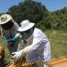LA UNIÓ alerta de una merma de más del 40% en la producción de miel por la sequía y la presión del abejaruco