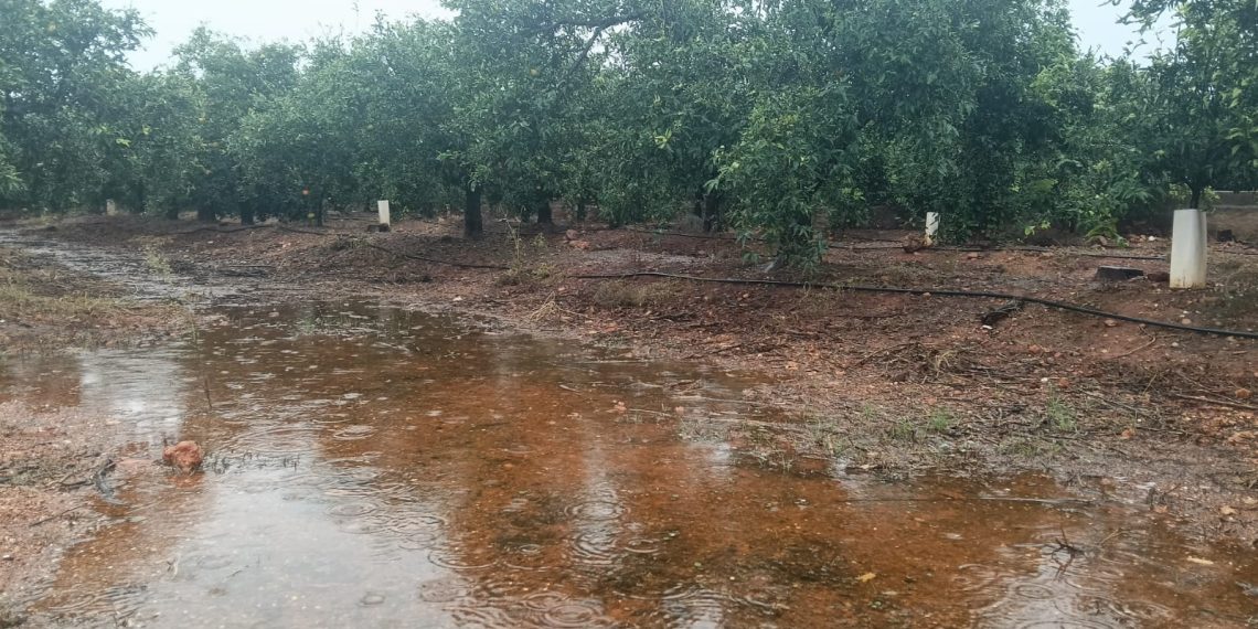 LA UNIÓ informa que la DANA provocará daños en el campo principalmente en las comarcas de la Safor y la Marina Alta