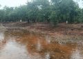 LA UNIÓ informa que la DANA provocará daños en el campo principalmente en las comarcas de la Safor y la Marina Alta