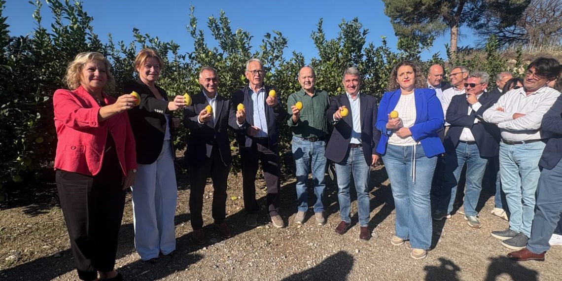 La producción de limón en la Comunitat Valenciana crecerá un 9,4 % en la campaña 2026/2027